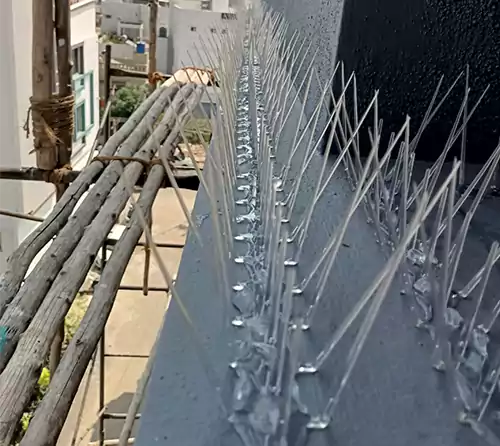 Bird Spikes